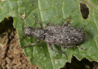 : Retocomus sp.