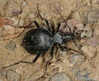: Scaphinotus sp.