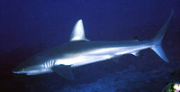 Carcharhinus galapagensis, Galapagos shark: fisheries