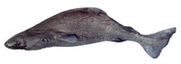 Somniosus pacificus, Pacific sleeper shark: