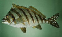 Goniistius zonatus, Spottedtail morwong: fisheries