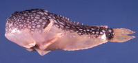 Tetrabrachium ocellatum, Four-armed frogfish: