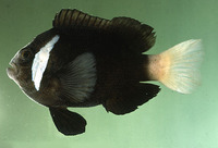 Amphiprion mccullochi, Whitesnout anemonefish: aquarium