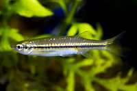 Esomus lineatus, Striped flying barb: aquarium