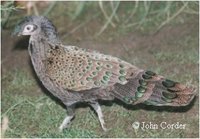 Malayan Peacock-Pheasant, Polyplectron malacense
