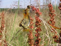 Sympetrum flaveolum - Yellow-winged Darter