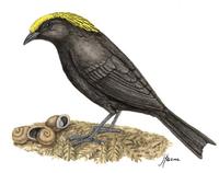 Image of: Archboldia papuensis (Archbold's bowerbird)