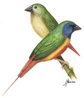 Image of: Erythrura prasina (pin-tailed parrotfinch)
