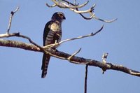 Banded Kestrel - Falco zoniventris