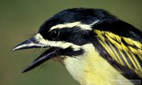 Yellow-rumped Tinkerbird - Pogoniulus bilineatus