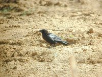Brown-necked Raven - Corvus ruficollis