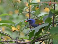 Blue-capped Tanager - Thraupis cyanocephala