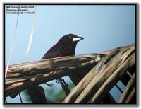 Silver-beaked tanager, male