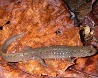 : Desmognathus welteri; Black Mountain Salamander