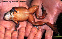 : Rana pretiosa; Oregon Spotted Frog