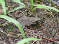 : Rana rugosa; Wrinkled Frog