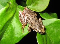 : Scinax uruguayus