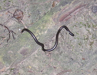 : Leptotyphlops scutifrons; Peter's Thread Snake