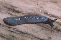 : Kootenaia burkei; Pygmy Slug