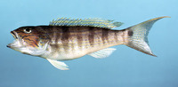 Diplectrum formosum, Sand seabass: fisheries, gamefish