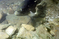 Micropterus dolomieu, Smallmouth bass: fisheries, gamefish, aquarium
