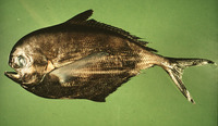 Brama japonica, Pacific pomfret: fisheries