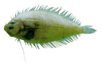 Trichopsetta ventralis, Sash flounder: