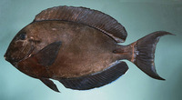Acanthurus auranticavus, Orange-socket surgeonfish: fisheries