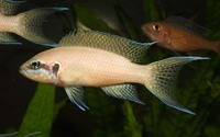 Neolamprologus brichardi, : aquarium