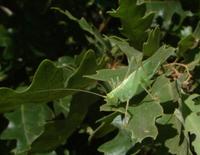 Meconema thalassinum - Oak bush cricket