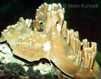 Porites - Porous coral