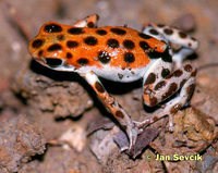 Dendrobates pumilio - Red Poison Dart Frog