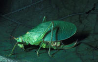 Image of: Pterophylla camellifolia (common true katydid)