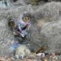 Bubo bubo - Eagle Owl