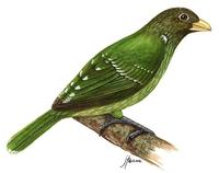 Image of: Ailuroedus crassirostris (green catbird)