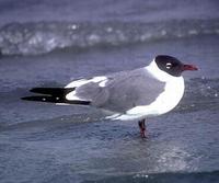 Image of: Larus pipixcan (Franklin's gull)