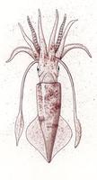Image of: Loligo pealeii (longfin inshore squid)