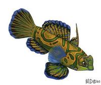 Image of: Synchiropus splendidus (Mandarinfish)