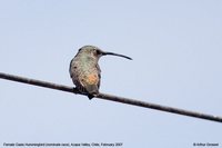Oasis Hummingbird - Rhodopis vesper