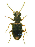 줄딱부리강변먼지벌레 - Asaphidon semilucidum