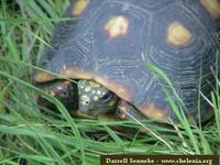 Jabuti, Red-footed tortoise (Geochelone carbonaria)