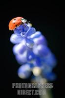 Ladybird beetle on Grape Hyacinths stock photo
