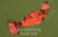 Water Striders , Gerridae stock photo