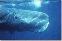 향유고래(Sperm             Whale)