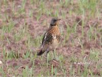 ...Fieldfare at Harmer Hill 18/12/05 - one from a small flock feeding amongst the Buzzards (photo J