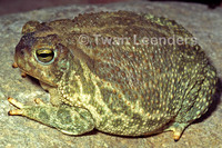 : Bufo cognatus; Great Plains Toad