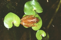 : Dendropsophus minutus; Lesser Treefrog