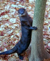 : Lontra canadensis; North American River Otter