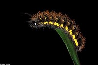 : Cynthia virginiensis; American Painted Lady (caterpillar)