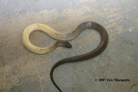 : Micropechis ikaheka; New Guinea Small Eyed Snake